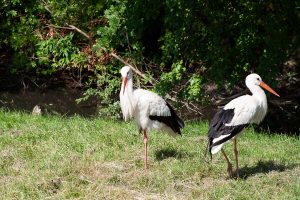 Zwei Störche auf einer Wiese