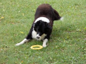 Hund der mit einem Ring spielt