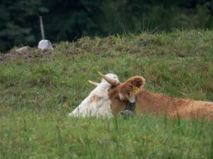 Kuh versteckt in einer Bergwiese