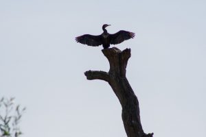 Vogel im Gegenlicht auf einem Baumstumpf