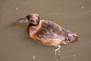 Eine exotische Ente im Wasser