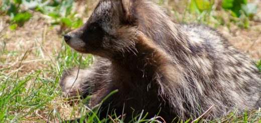 Entspannter Waschbär