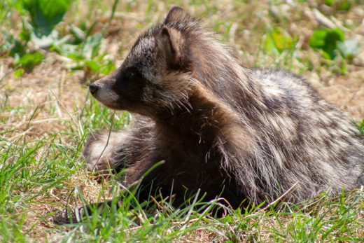 Entspannter Waschbär