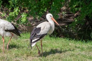 Storch auf der Wiese