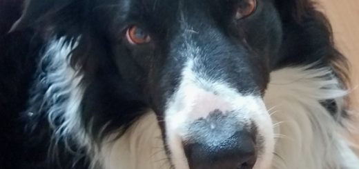 Bild zeigt einen Hund