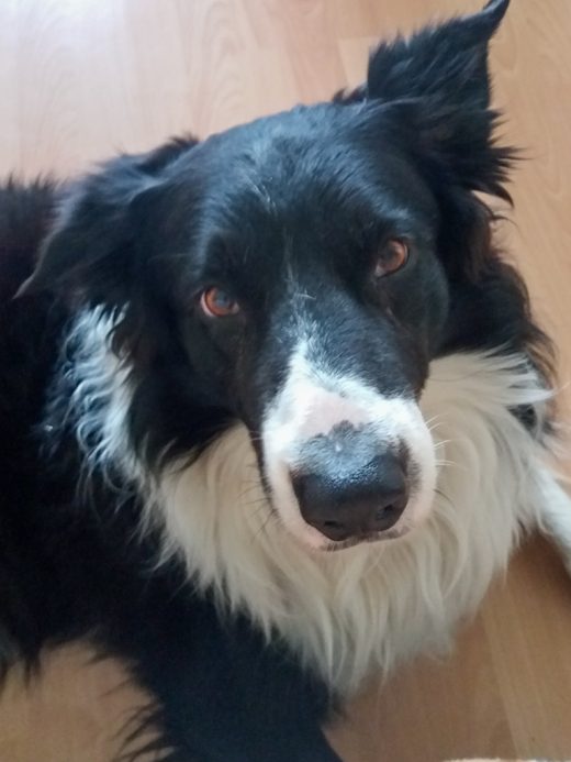 Bild zeigt einen Hund