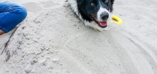 Hund im Sandberg