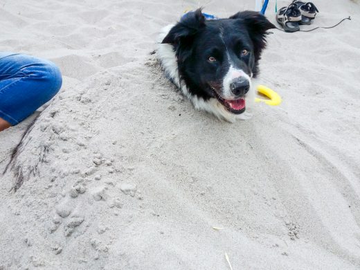 Hund im Sandberg