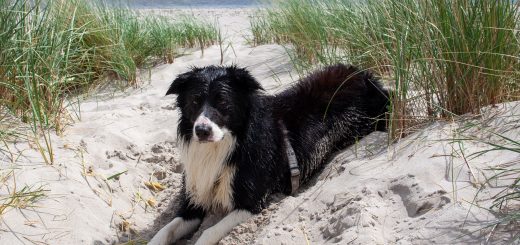 Unser Hund Jack am Ostseestrand.