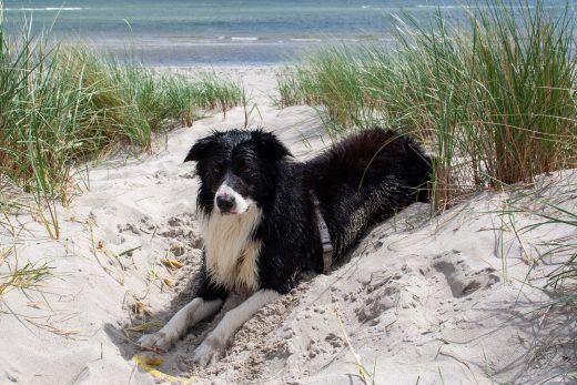Unser Hund Jack am Ostseestrand.
