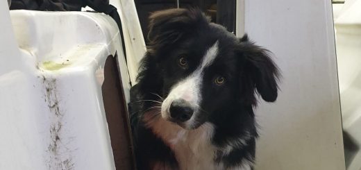 Foto: Paddy zum ersten mal an Bord