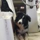 Foto: Paddy zum ersten mal an Bord