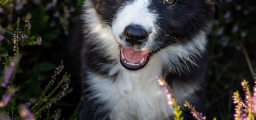 Foto - von unserem Welpen Paddy